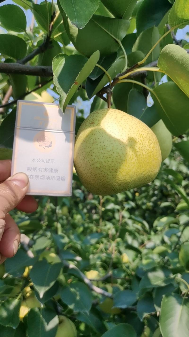 应季水果酥梨特甜