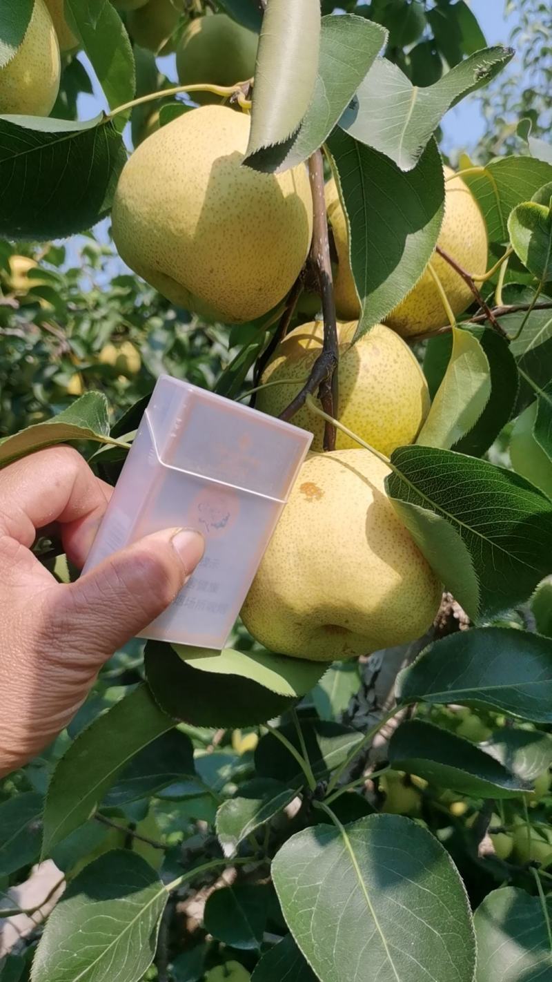 应季水果酥梨特甜