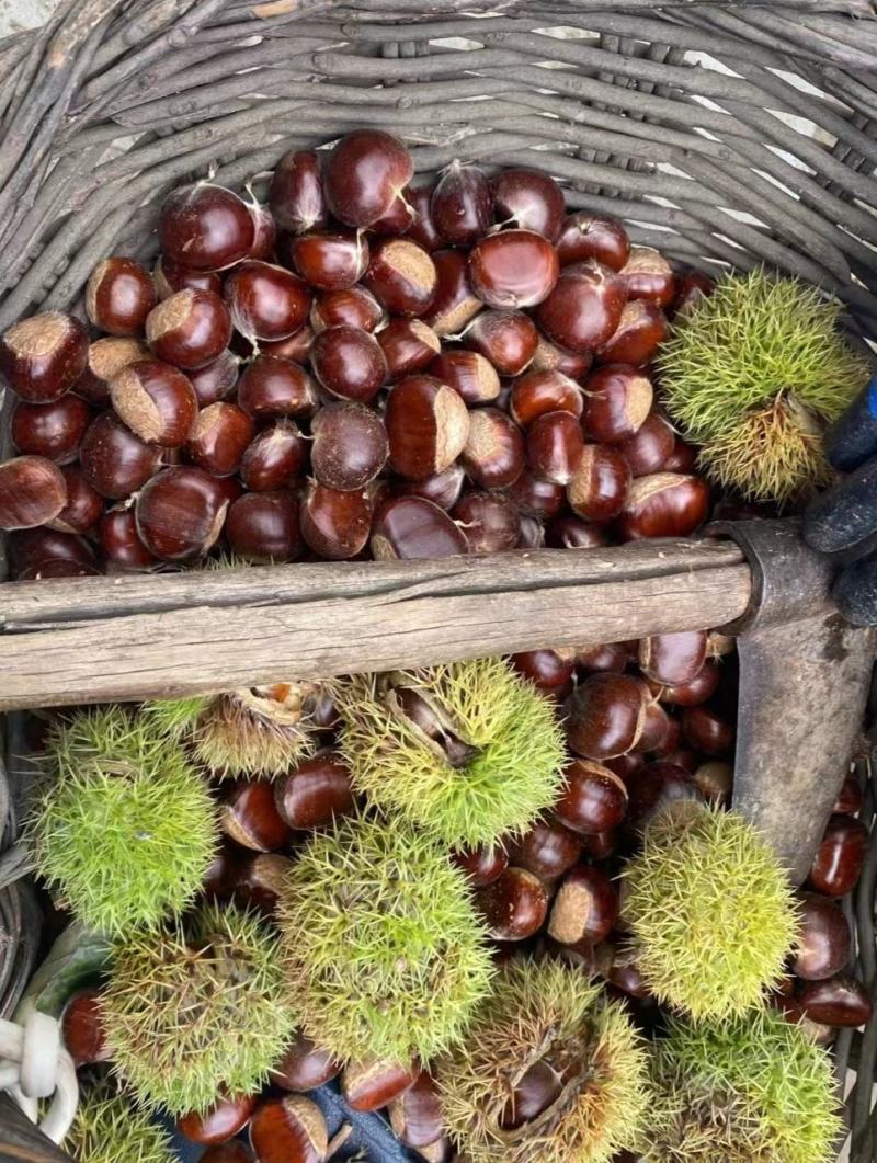 河北板栗，货源充足