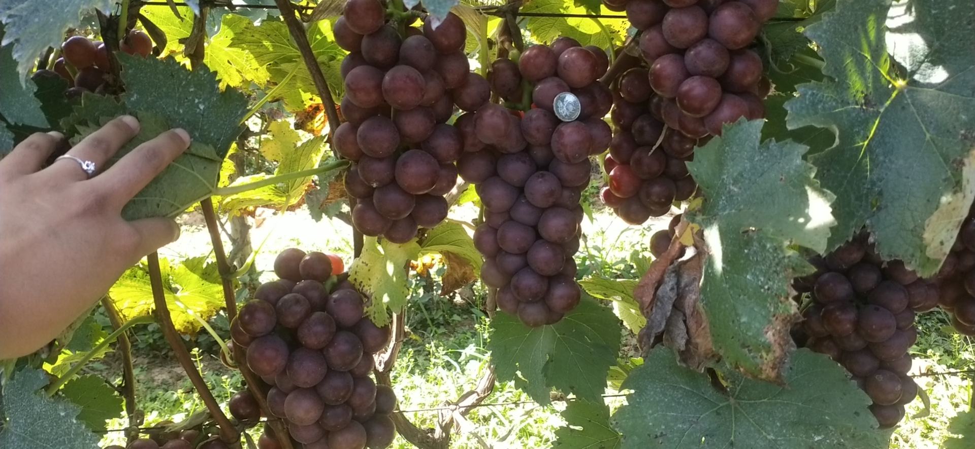 巨峰葡萄果串特写