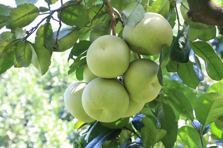 度尾红心文旦柚挂满枝头,果实饱满,色泽红润 度尾红心文旦柚挂满枝头