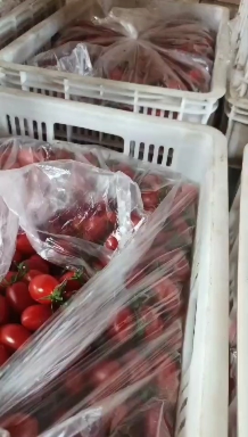 河北衡水阜城县圣女果精品果大量上市