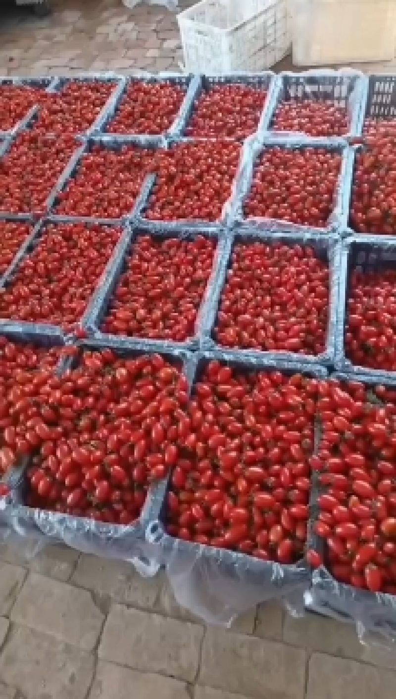 河北衡水阜城县圣女果精品果大量上市