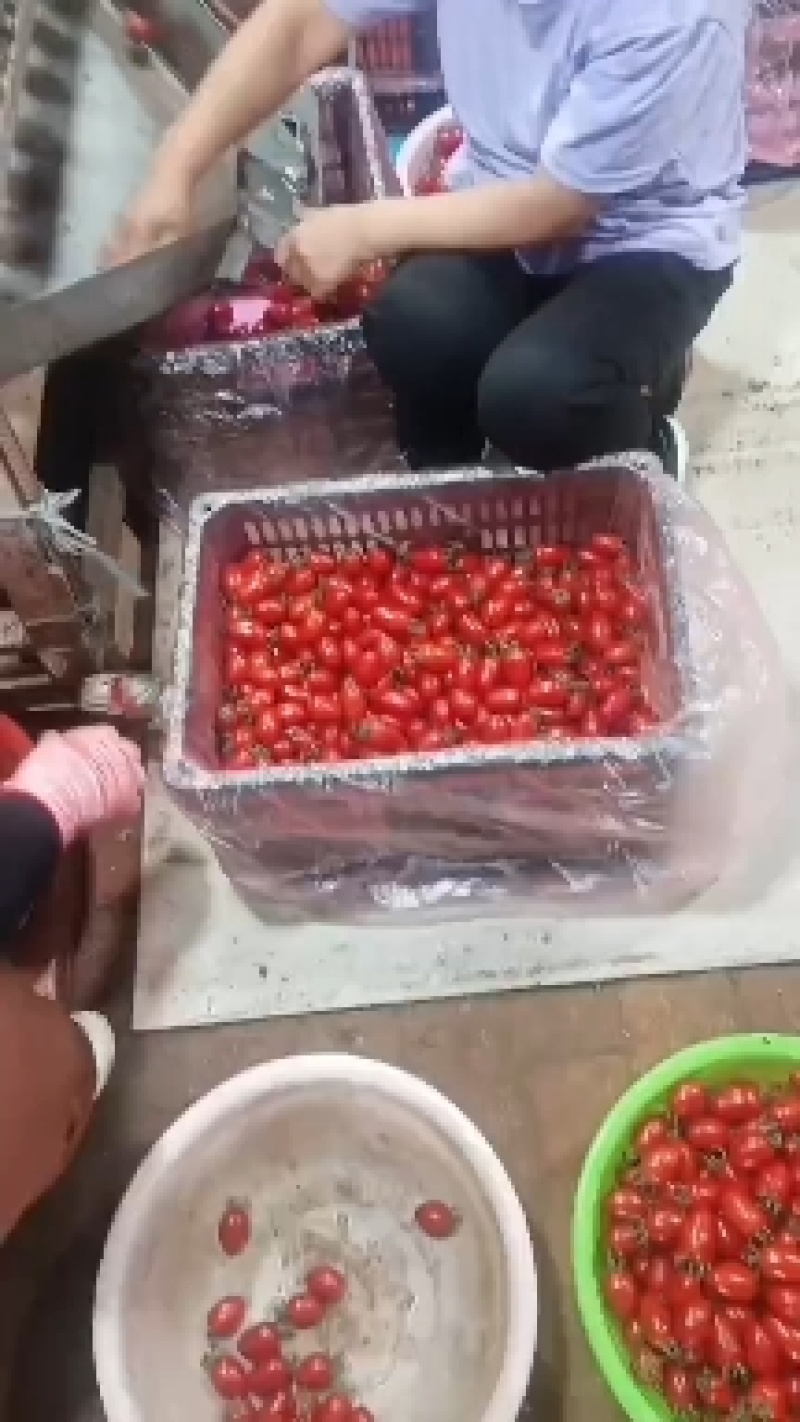 河北衡水阜城县圣女果精品果大量上市