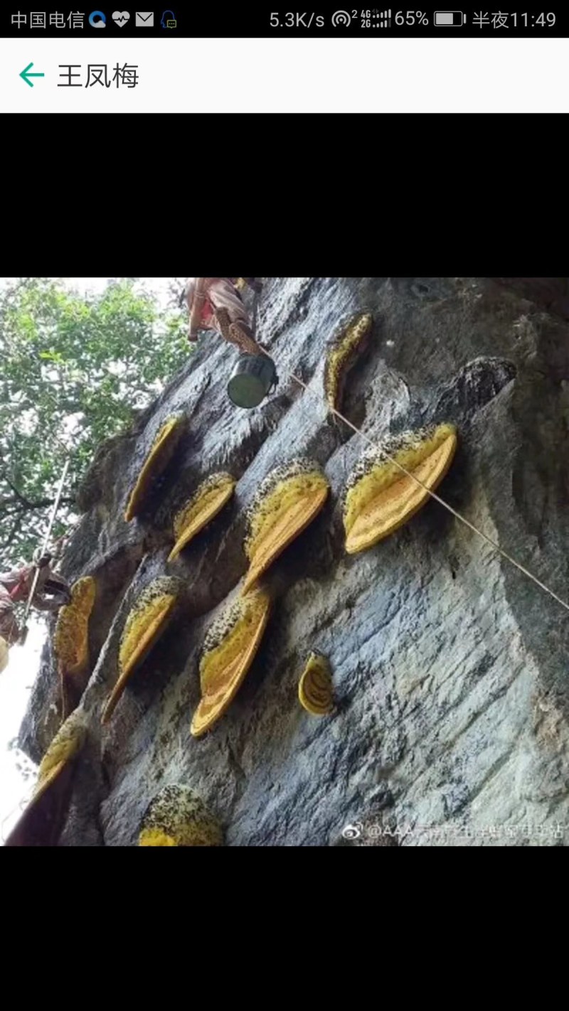 云南迪庆，努江，西藏一带高原野生悬崖上的岩峰蜜。