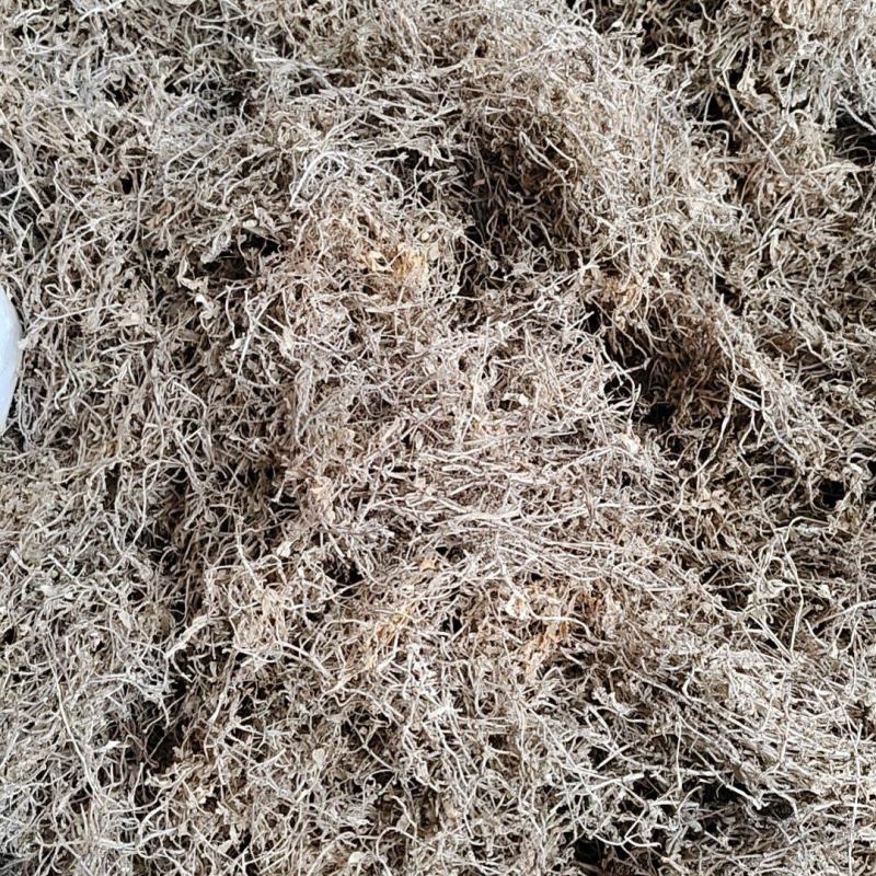 筛选垂盆草各种规格垂盆草，过筛选，保质保量量大从优