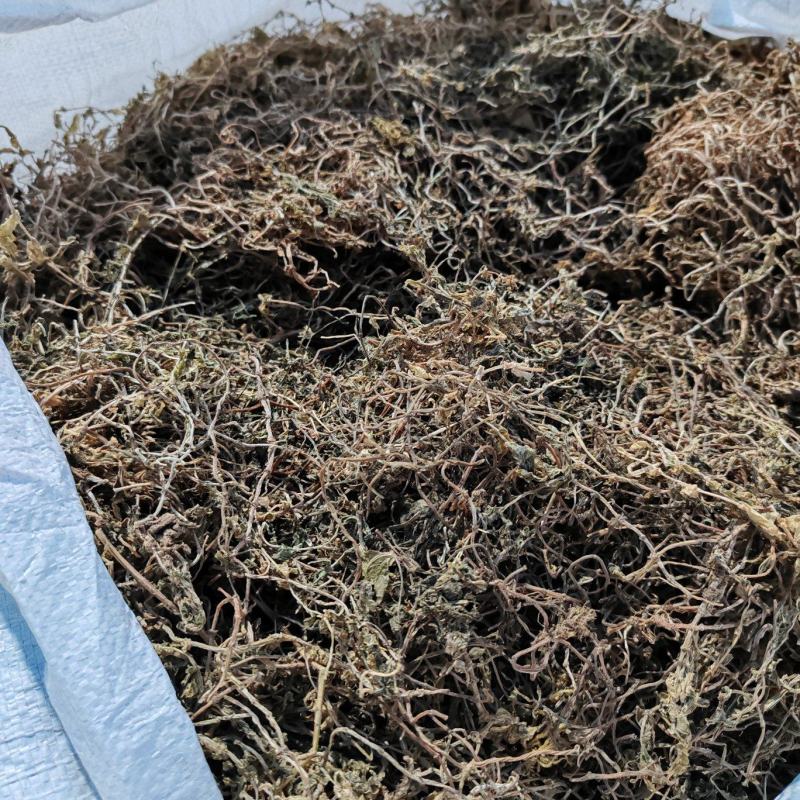 筛选垂盆草各种规格垂盆草，过筛选，保质保量量大从优