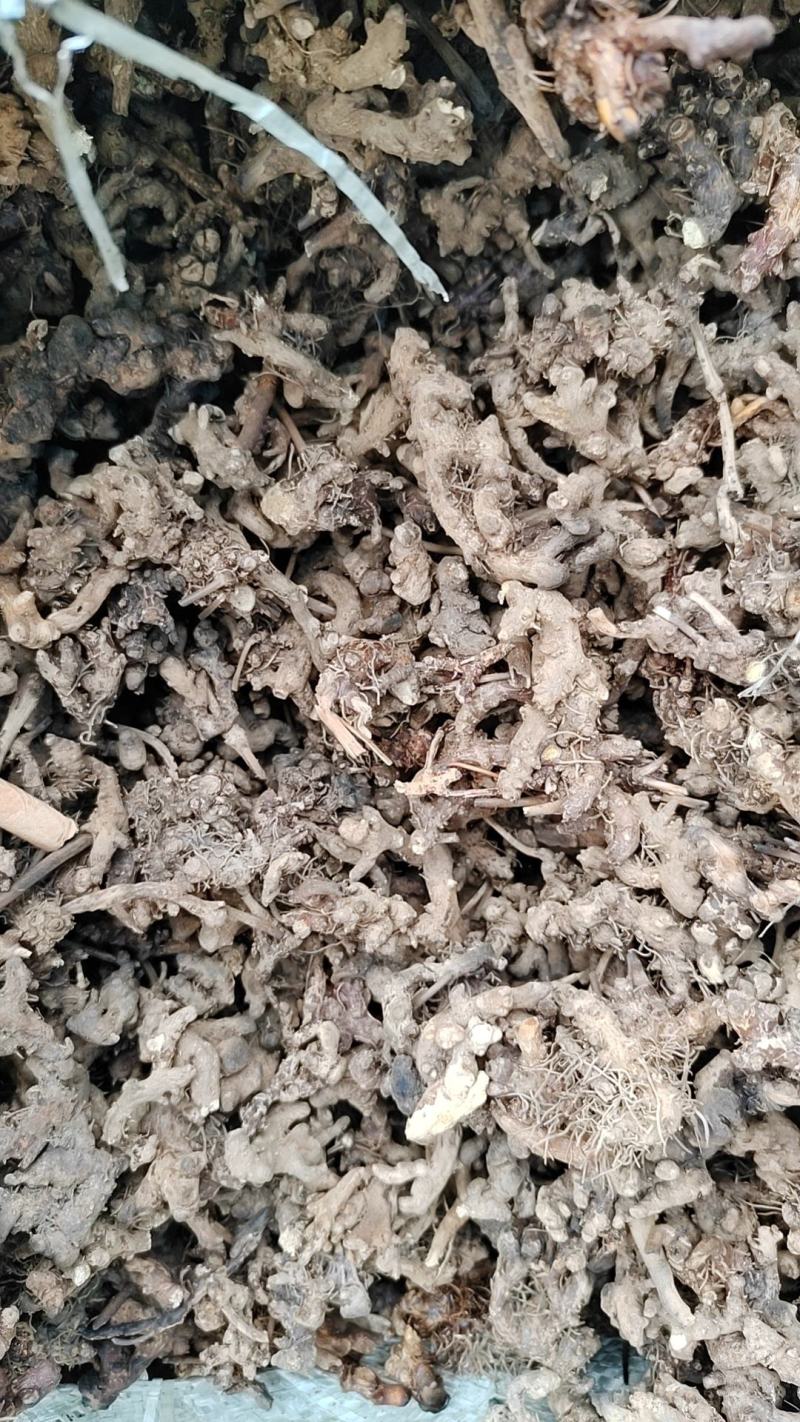 仙灵脾，又名淫羊藿根。重庆高含量淫羊藿根