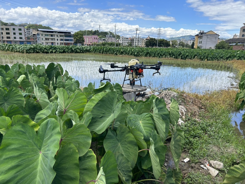 大豆苗后除草施药现场操作图