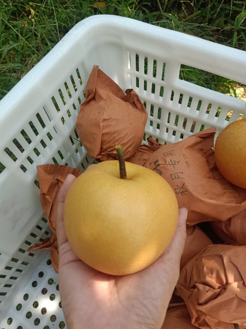 莱阳丰水梨，秋月梨即将大量上市了，欢迎各大商超，市场对接