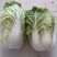 【黄心白菜】大量供应蔚县产地直供质量保证