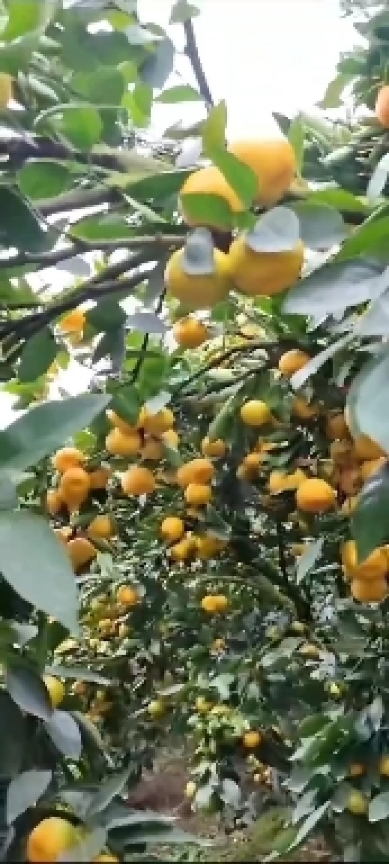 精品蜜橘早熟蜜橘四川蜜橘孕妇小孩热销品电商市场商超