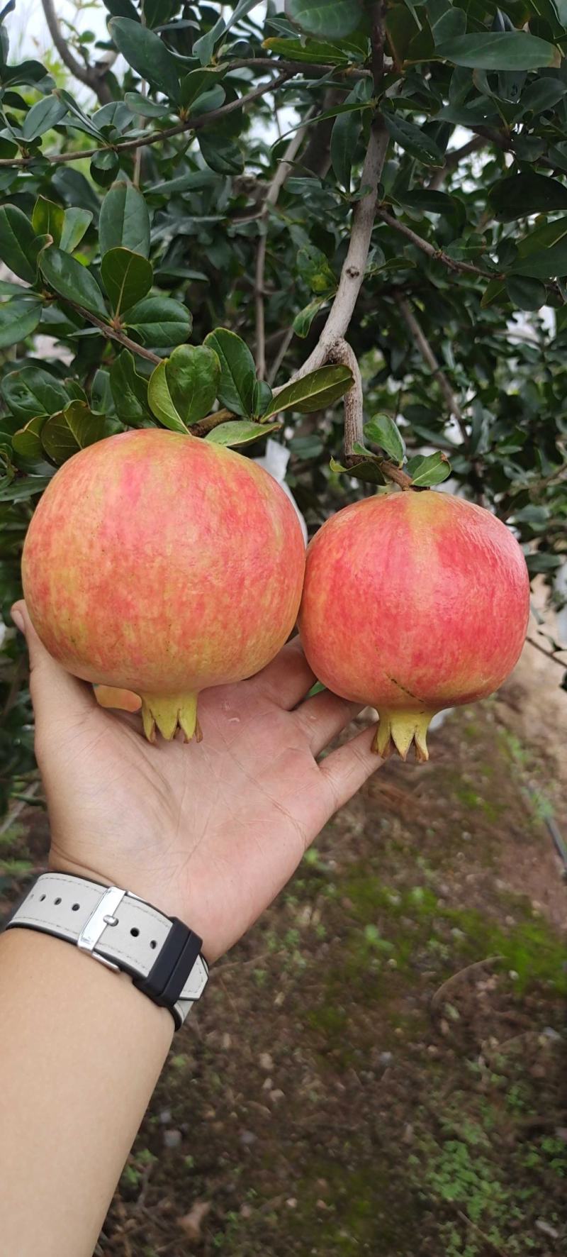 会理突尼斯软子石榴