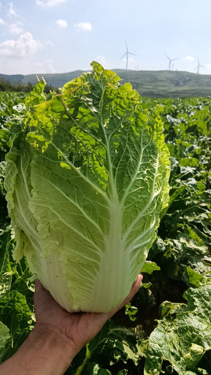 【黄心白菜】大量供应蔚县产地直供质量保证