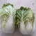 【黄心白菜】大量供应蔚县产地直供质量保证