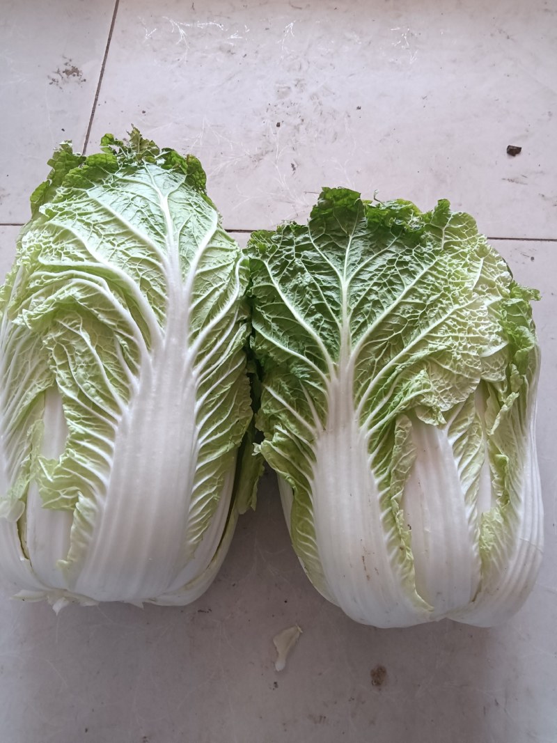 【黄心白菜】大量供应蔚县产地直供质量保证