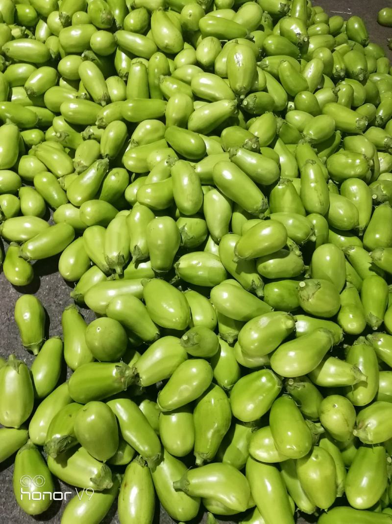 河南茄子，精品青茄子大量上市产地直供，量大从优