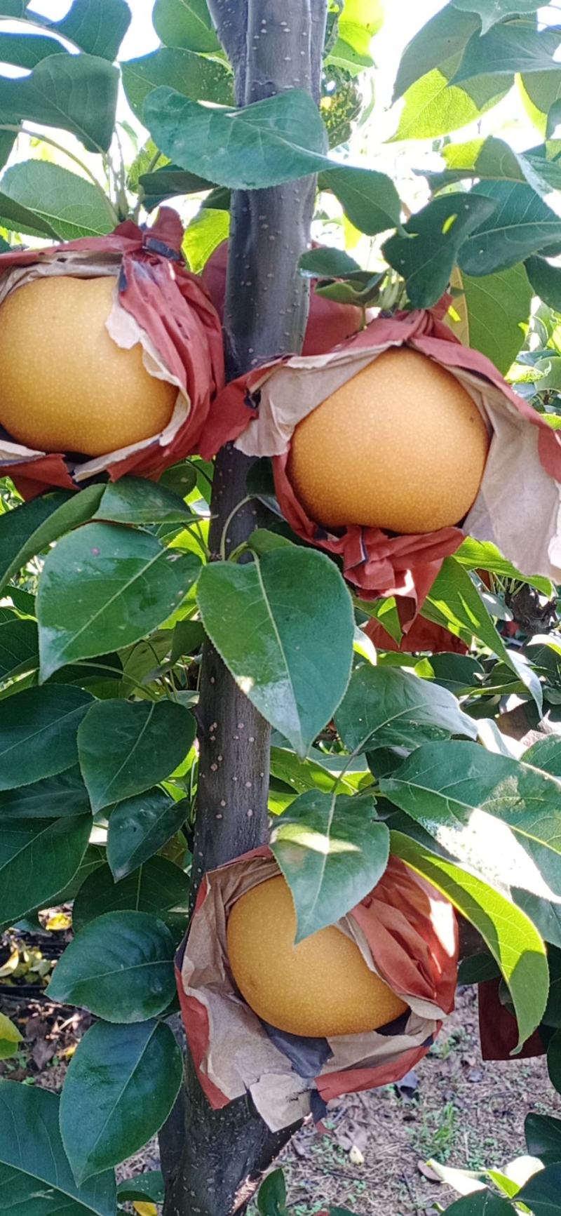 秋月梨新高梨