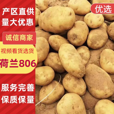 【来电议价土豆】荷兰806土豆内蒙古供货一手货源协助找车电