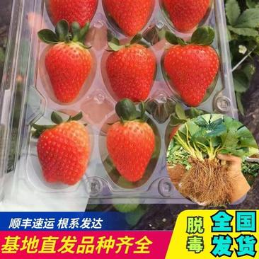 优质脱毒隋珠(香野草莓苗，根系发达品种保证保湿邮寄