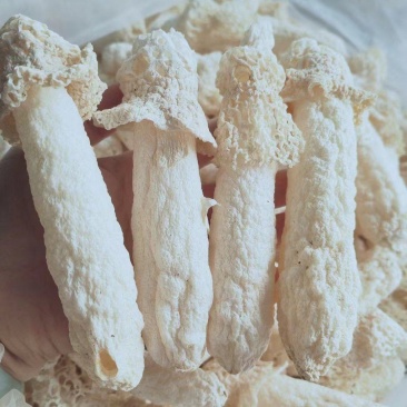 贵州特产红托竹荪大量批发代加工包装