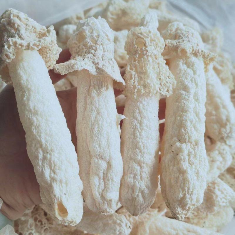 贵州特产红托竹荪大量批发代加工包装