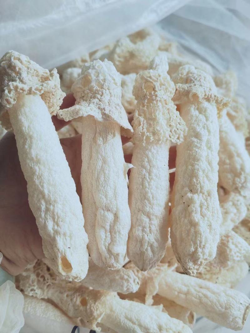 贵州特产红托竹荪大量批发代加工包装