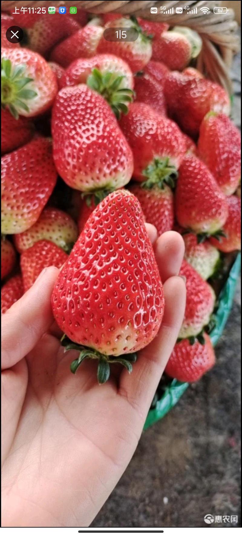 天仙醉草莓奶油草莓