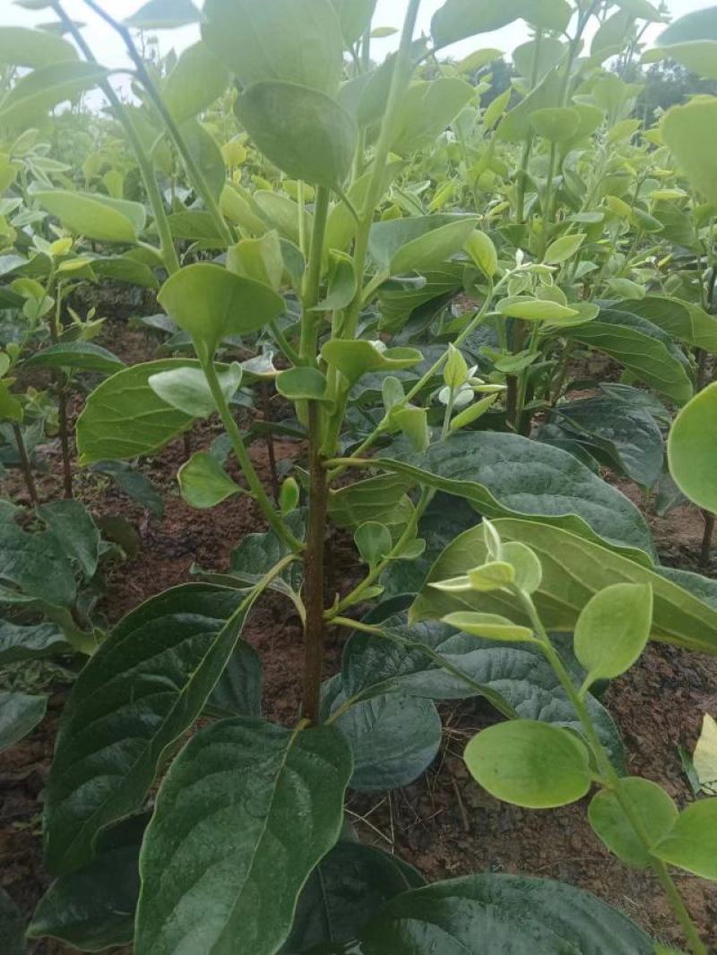 柿子树苗：柿子实生苗，阳丰甜柿子苗，尖顶柿子苗，供应中