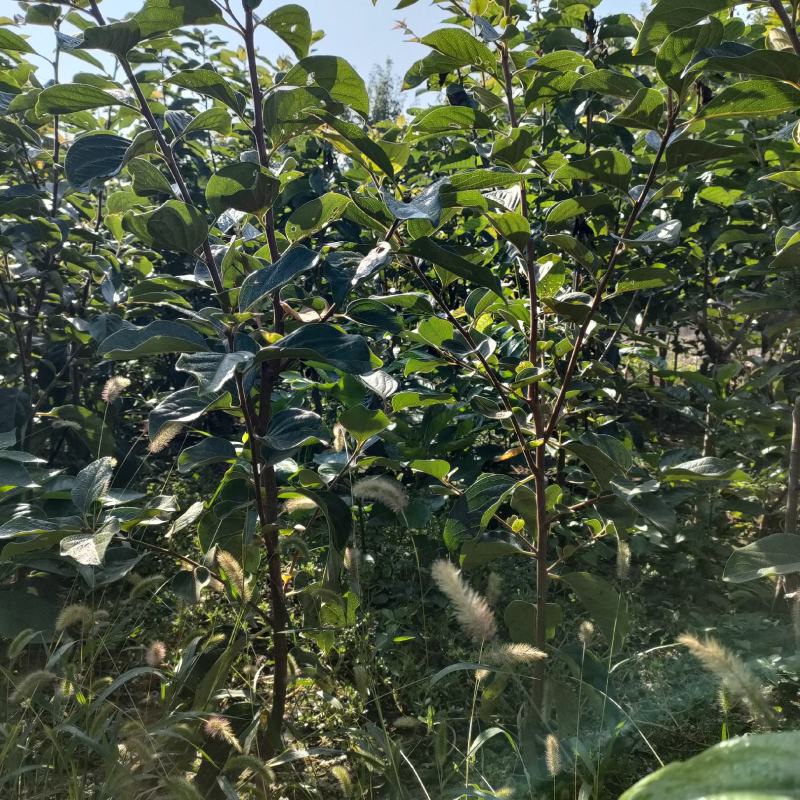 柿子树苗：柿子实生苗，阳丰甜柿子苗，尖顶柿子苗，供应中