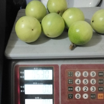 黄金百香果