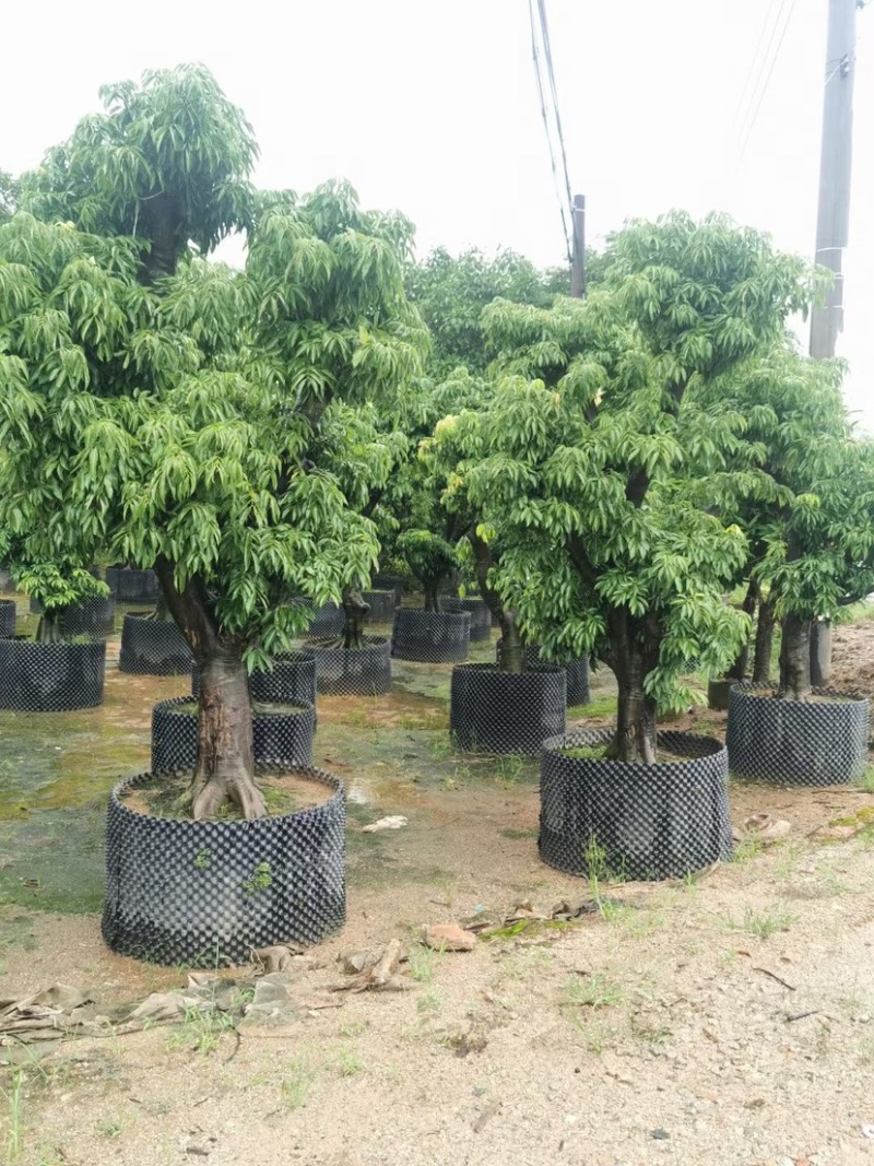 精品荔枝树
