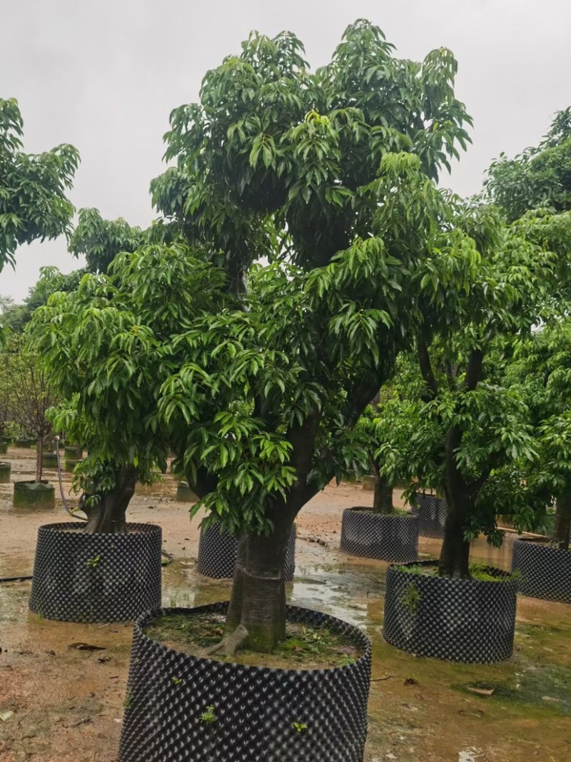 精品荔枝树