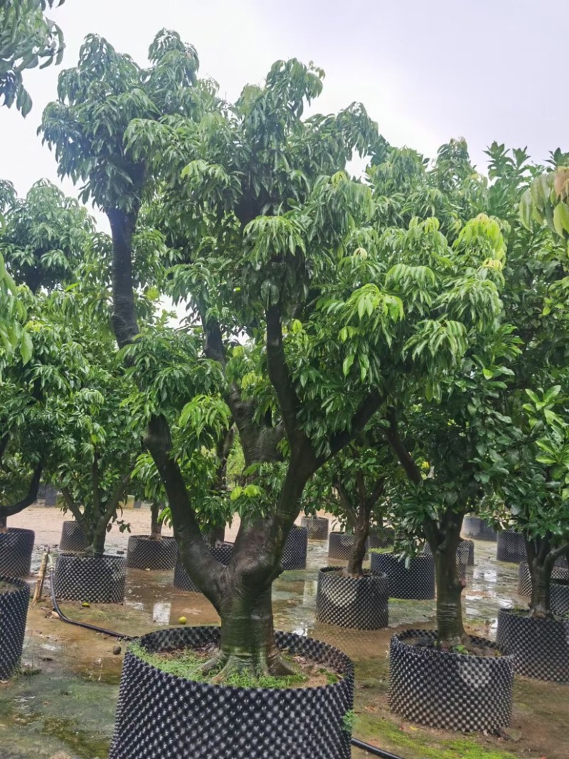 精品荔枝树