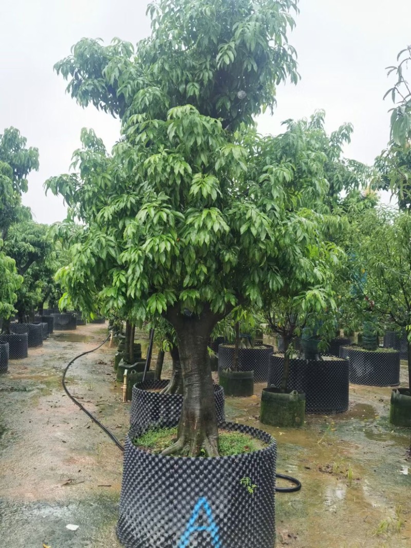 精品荔枝树