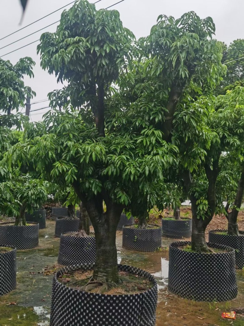 精品荔枝树