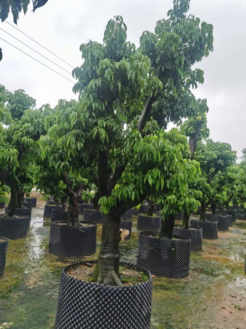 精品荔枝树