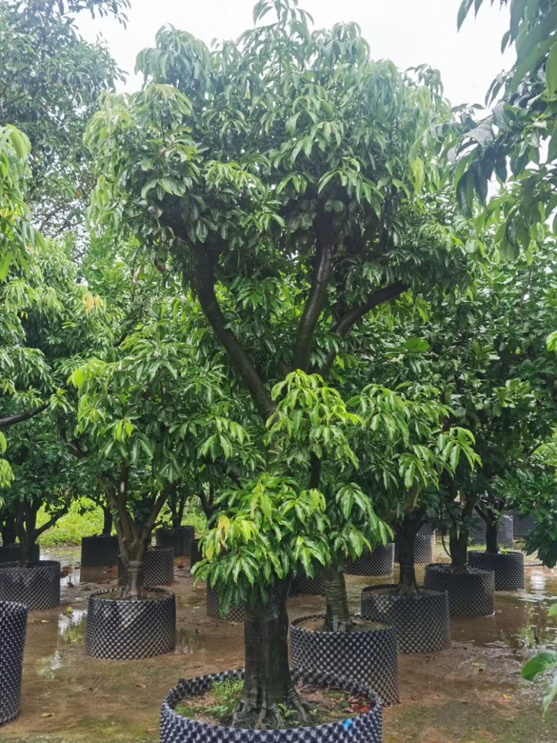 精品荔枝树