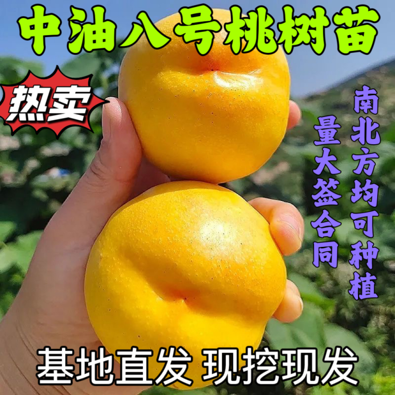 中油八号桃树苗果个大口感脆甜南北方均可种植基地直发