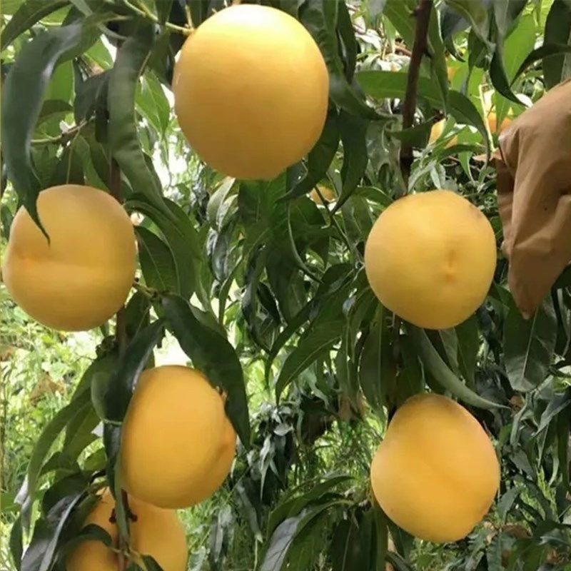 中油八号桃树苗果个大口感脆甜南北方均可种植基地直发