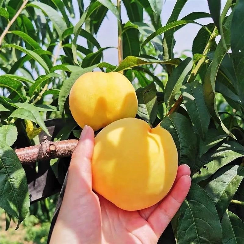 中油八号桃树苗果个大口感脆甜南北方均可种植基地直发