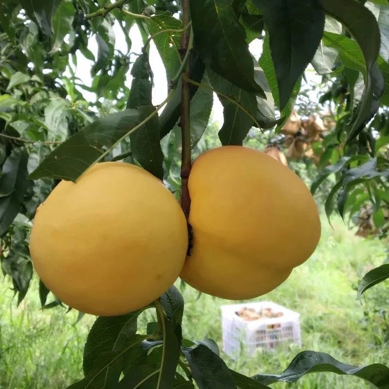 中油八号桃树苗果个大口感脆甜南北方均可种植基地直发