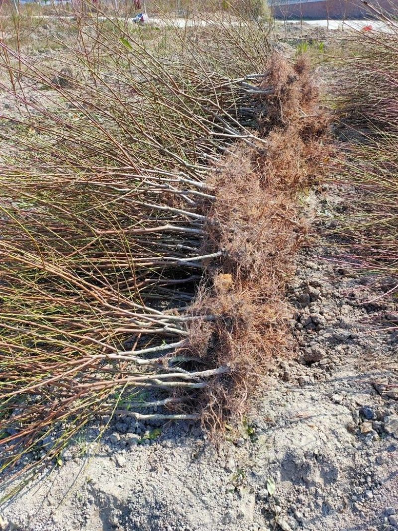 中油八号桃树苗果个大口感脆甜南北方均可种植基地直发