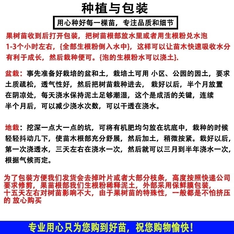 中油八号桃树苗果个大口感脆甜南北方均可种植基地直发