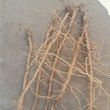 （高价收购）无抽芯远志干货，鲜货，有货的老板欢迎来电