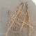 （高价收购）无抽芯远志干货，鲜货，有货的老板欢迎来电