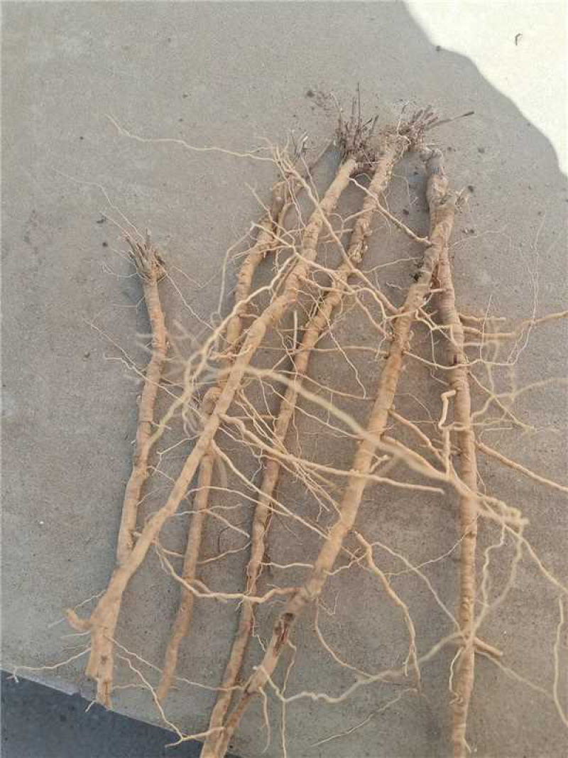 （高价收购）无抽芯远志干货，鲜货，有货的老板欢迎来电