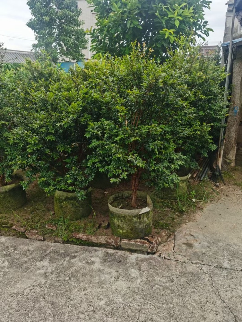 嘉宝果苗