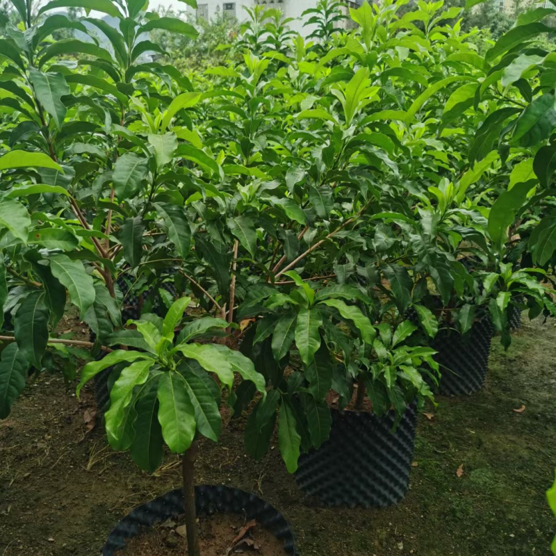 黄晶果苗