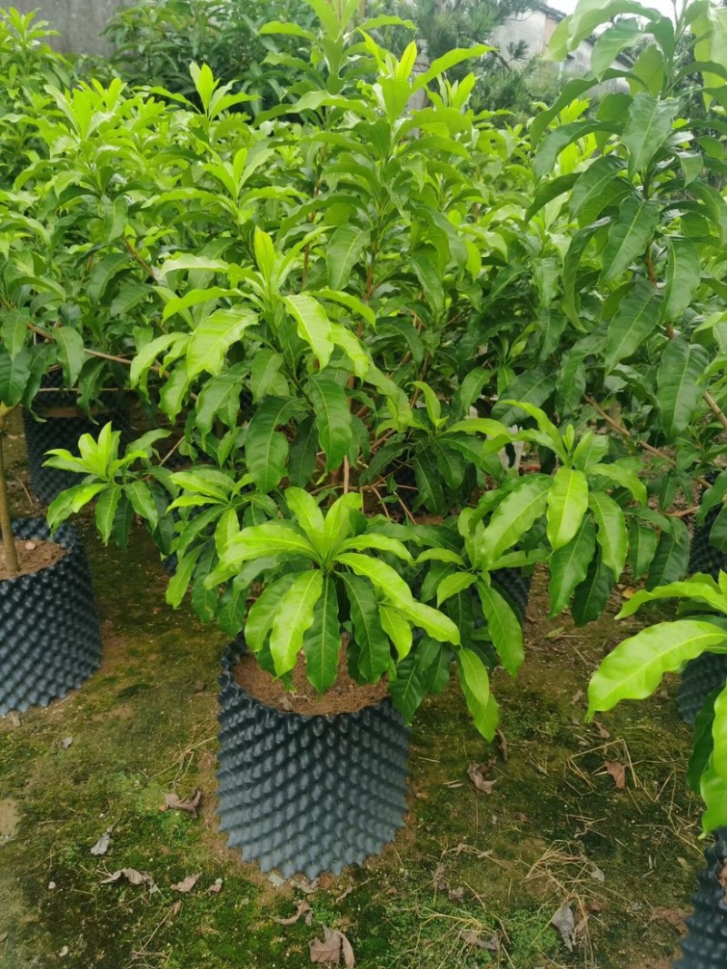 黄晶果苗